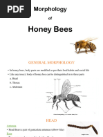 Lecture 4 Morphology of Honey Bees