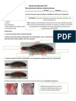 Practica de Laboratorio Estructura de Un Pez