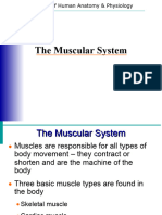 Muscular System