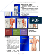 01-Resumen de Musculos Del Tronco (Dorso, Torax y Diafragma)