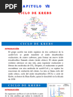 Cap 7 Ciclo de Krebs