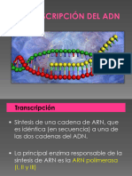 Transcripción y Traducción