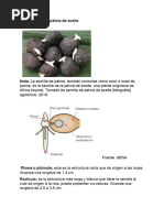 Taller Identificación y Clasificación de Semillas