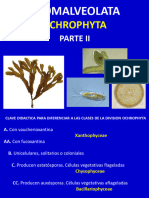 13 OCHROPHYTA Phaeophyceae