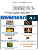 Classifying Invertebrates