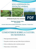 Mandioca Adensada Na Alimentação Animal