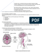 Con Relación A Anatomía