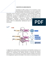 Carbohidratos. Digestion. Absorcion. Metabolismo