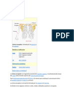 Cintura Escapular OSTEOLOGIA