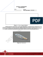 Activity 3 Worksheet The Protists