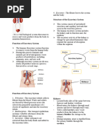 Excretory System 2.0