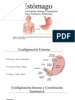 Estómago - PPT 1