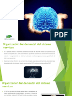 El Cerebro y El Sistema Nervioso