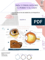 Anatomia Del Ojo, Sarah Santos