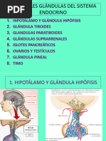 Sistema Endocrino 2