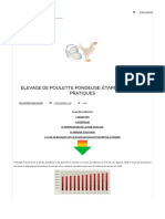 Elevage de Poulette Pondeuse - Étapes & Bonnes Pratiques