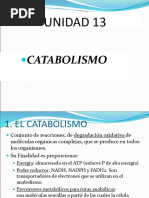 Catabolismo