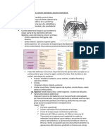 Anatomia Tema 17