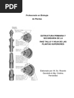 Apunte Anatomia Raiz Tallo Hoja Complemento