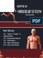 GROUP 8 - Chapter 10 - Muscular System Gross Anatomy