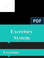 Excretory System