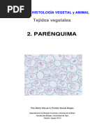 V Parenquima