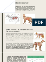 Sistema Digestivo Carnivoro