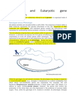 Prokaryotic Eukaryotic Gene Organization