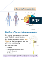 Anatomy of Cns