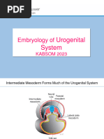 Development of Uroenital System