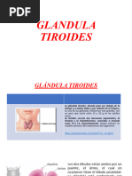 6 Glandula Tiroides