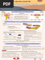 Infografia Fisiología Glomerular