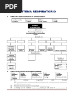 Sistema Respiratorio