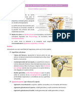 T 4 Anatomia