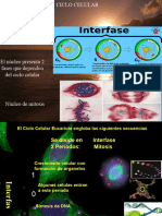 Módulo II B 7 Ciclo Celular y Mitosis