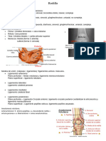 Rodilla