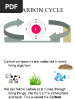 The Carbon Cycle