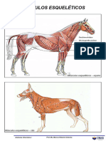 Apostila Miologia - Músculos Esqueléticos