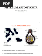 Ova Teoría 12 - Clase Pyrenomycetes, Discomycetes