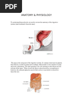 Hemorrhoids Anatomy and Physiology