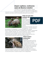 5 Curiozități Despre Capibara