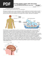 Guia Sistema Nervioso c4