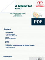 SGL 2 (Structure of Bacterial Cell)
