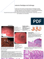 Doenças Do Estômago - Patologia