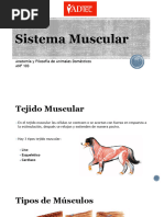 5 +Sistema+Muscular