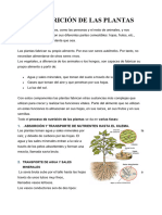 Ficha Informativa - Nutrición de Las Plantas