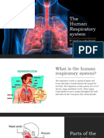 The Human Respiratory System