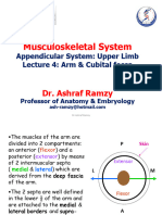 Musculosk UL4 Muscles 2