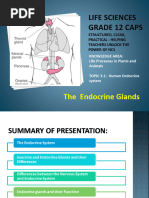 PP17 Human Endocrine System 1467827365