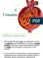 Sistema Urinario